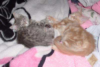 Whisper&Indy