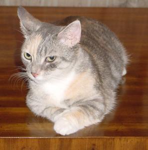 Aug2003